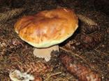 Keď je sezóna ta zbierame huby v pestrom druhovom zastúpení (Boletus edulis).