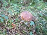 Keď je sezóna ta zbierame huby v pestrom druhovom zastúpení (Boletus edulis).