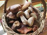 Keď je sezóna ta zbierame huby v pestrom druhovom zastúpení (Boletus edulis).